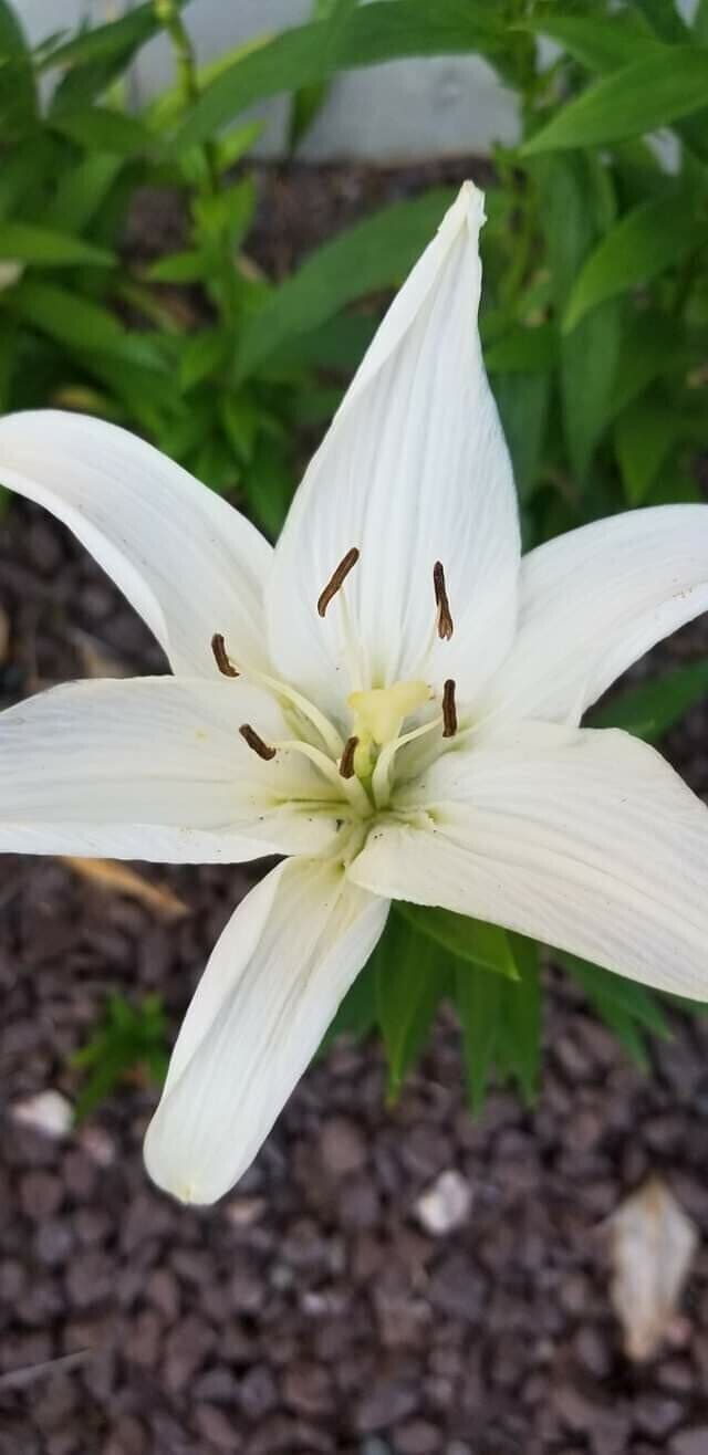 FB_IMG_1689589224191