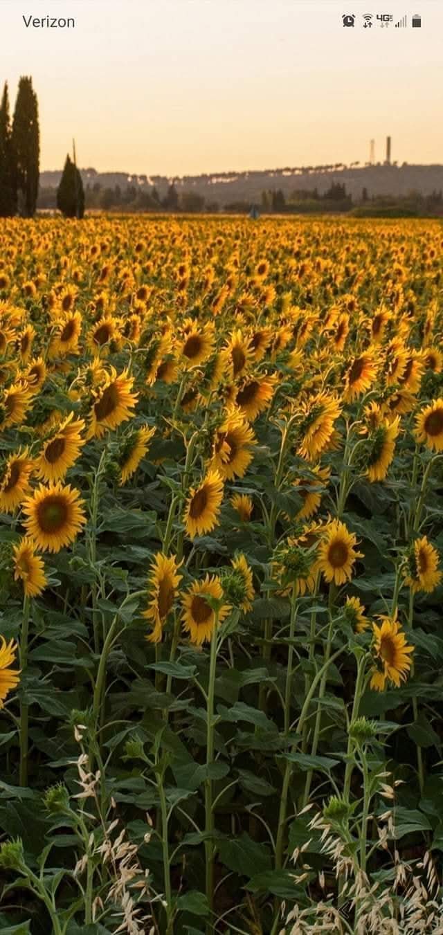 FB_IMG_1745752527320